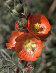 Globemallow